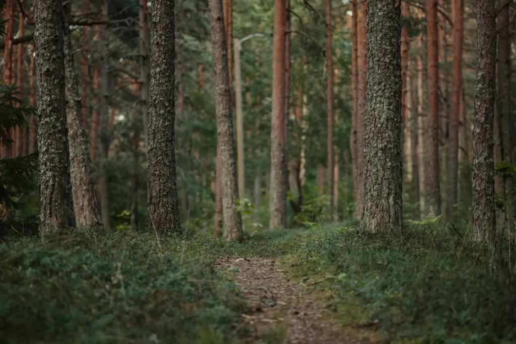 Person sitting peacefully outdoors in a forest, reflecting on mental health and wellness