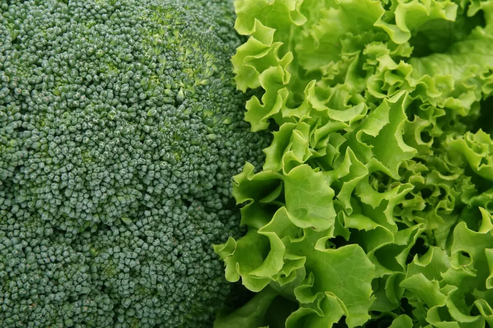 Light Drinking & Brain Health: What the Research Really Says 2 Colorful plate of brain-healthy vegetables supporting cognitive health and memory