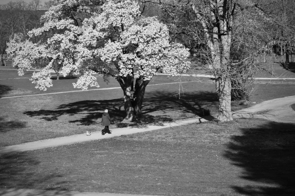 Person walking outdoors in a park to manage sciatica and lower back pain