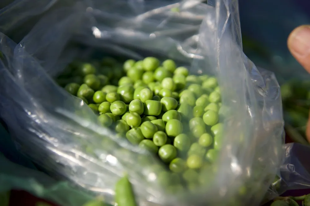 Bag of frozen peas wrapped in a towel, used as a cold compress for a bruise