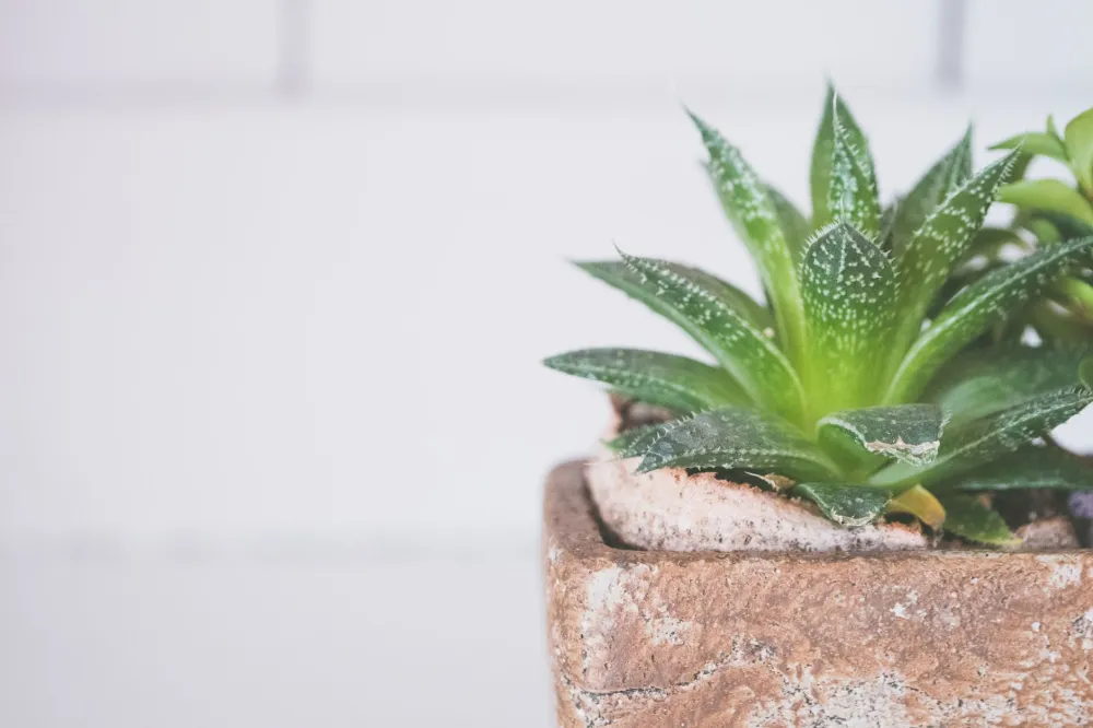 Potted aloe vera plant on a sunny windowsill, a popular but unproven hickey remedy